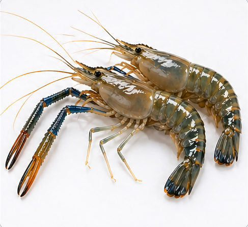 20 Count Prawns
